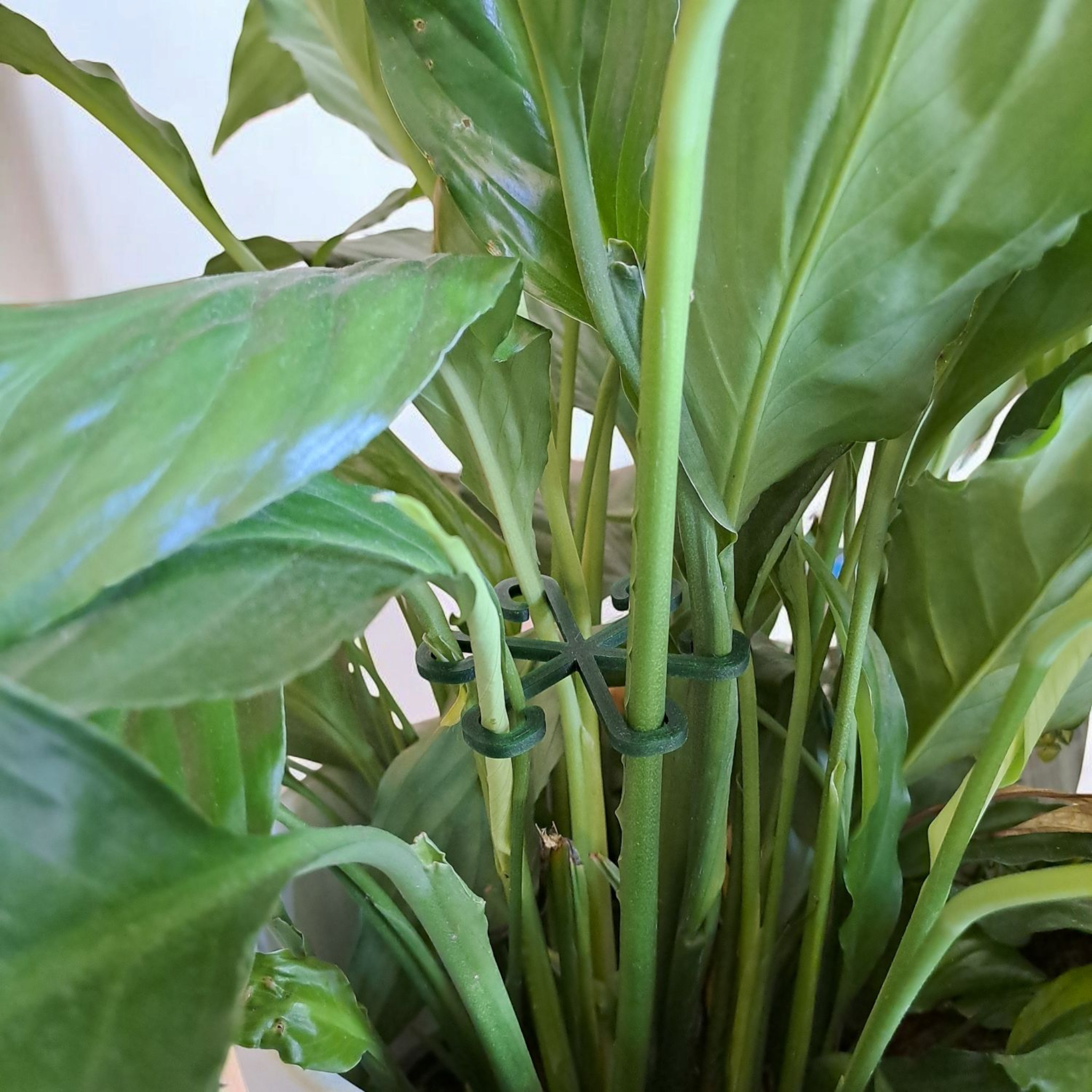 Stable Plant Support Hooks 3D print product image 2 by Deltaprints